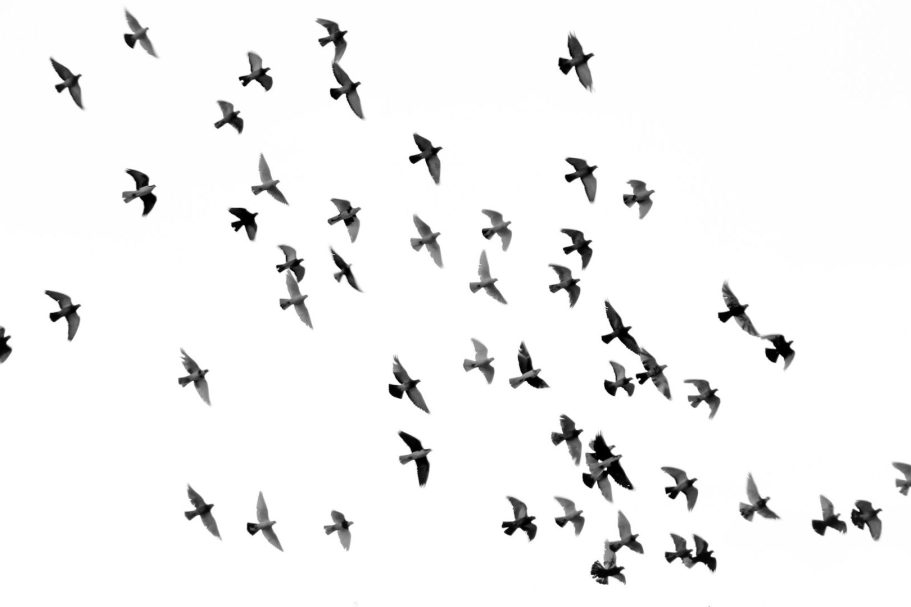 Un groupe d'oiseaux en vol, formant des silhouettes noires sur fond blanc.